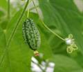 Melothria scabra